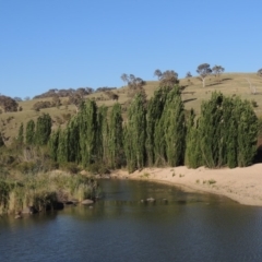 Populus nigra (Lombardy Poplar) at Tennent, ACT - 1 Dec 2018 by MichaelBedingfield