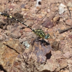 Austrogomphus cornutus (Unicorn Hunter) at Dunlop, ACT - 3 Dec 2018 by Christine