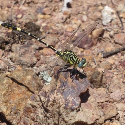 Austrogomphus cornutus (Unicorn Hunter) at Woodstock Nature Reserve - 3 Dec 2018 by Christine