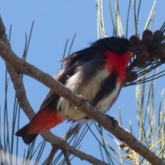 Dicaeum hirundinaceum (Mistletoebird) at Dunlop, ACT - 3 Dec 2018 by Christine