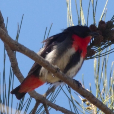 Dicaeum hirundinaceum (Mistletoebird) at Woodstock Nature Reserve - 3 Dec 2018 by Christine