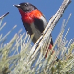 Dicaeum hirundinaceum at Dunlop, ACT - 3 Dec 2018 02:46 PM