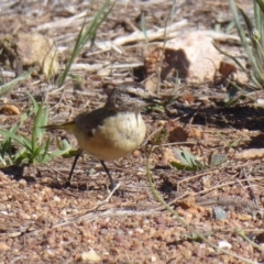 Acanthiza chrysorrhoa (Yellow-rumped Thornbill) at Dunlop, ACT - 3 Dec 2018 by Christine