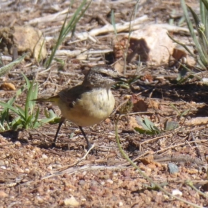 Acanthiza chrysorrhoa at Dunlop, ACT - 3 Dec 2018 03:08 PM