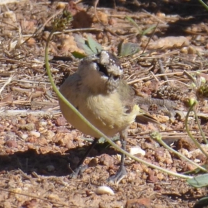 Acanthiza chrysorrhoa at Dunlop, ACT - 3 Dec 2018