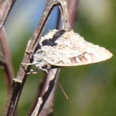 Ogyris amaryllis at Dunlop, ACT - 3 Dec 2018 02:50 PM