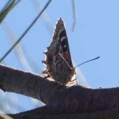 Ogyris amaryllis at Dunlop, ACT - 3 Dec 2018