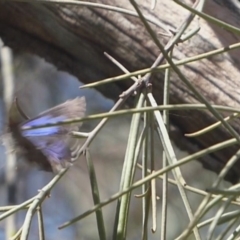 Ogyris amaryllis at Dunlop, ACT - 3 Dec 2018