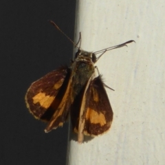 Ocybadistes walkeri (Green Grass-dart) at Flynn, ACT - 3 Dec 2018 by Christine