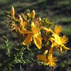 Hypericum perforatum (St John's Wort) at Tharwa, ACT - 1 Dec 2018 by MichaelBedingfield