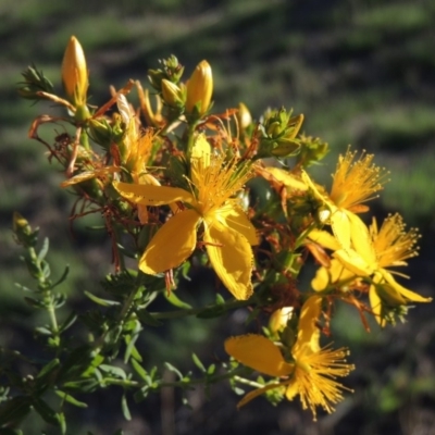Hypericum perforatum (St John's Wort) at Tharwa, ACT - 1 Dec 2018 by MichaelBedingfield