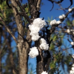 Callococcus acaciae (Burgan woolly scale) at Gigerline Nature Reserve - 1 Dec 2018 by michaelb