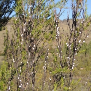 Callococcus acaciae at Tharwa, ACT - 1 Dec 2018