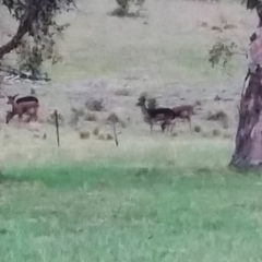 Dama dama (Fallow Deer) at Stromlo, ACT - 5 Dec 2018 by ChrisDavey