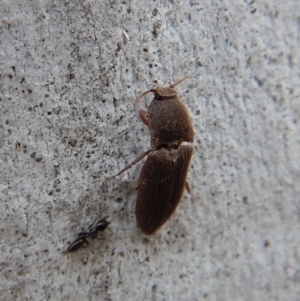 Agrypnus sp. (genus) at Cook, ACT - 4 Dec 2018