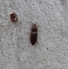 Agrypnus sp. (genus) at Cook, ACT - 4 Dec 2018