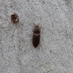 Agrypnus sp. (genus) at Cook, ACT - 4 Dec 2018