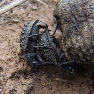 Helea ovata (Pie-dish beetle) at Mount Painter - 4 Dec 2018 by CathB