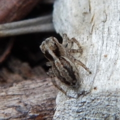 Maratus pavonis (Dunn's peacock spider) at Cook, ACT - 4 Dec 2018 by CathB