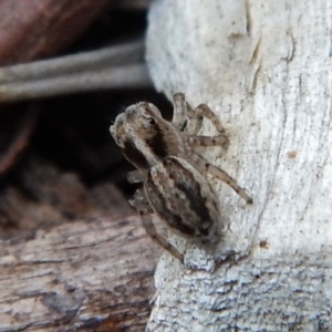 Maratus pavonis at Cook, ACT - suppressed