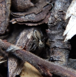 Maratus pavonis at Cook, ACT - suppressed