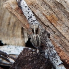 Maratus pavonis at Cook, ACT - suppressed