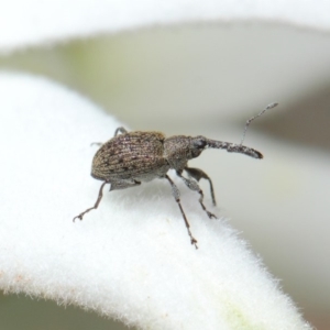 Meriphus fullo at Acton, ACT - 29 Nov 2018