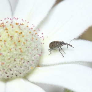 Meriphus fullo at Acton, ACT - 29 Nov 2018