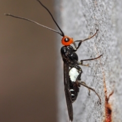 Callibracon capitator (White Flank Black Braconid Wasp) at ANBG - 29 Nov 2018 by TimL