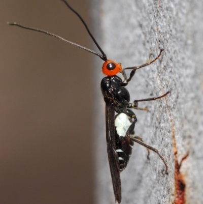 Callibracon capitator (White Flank Black Braconid Wasp) at Acton, ACT - 29 Nov 2018 by TimL