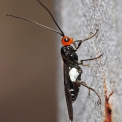 Callibracon capitator (White Flank Black Braconid Wasp) at Acton, ACT - 29 Nov 2018 by TimL