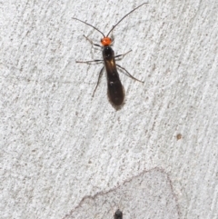 Callibracon capitator at Acton, ACT - 29 Nov 2018 12:14 PM