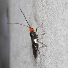 Callibracon capitator at Acton, ACT - 29 Nov 2018 12:14 PM