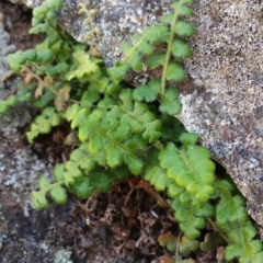 Pleurosorus rutifolius (Blanket Fern) at Jerrabomberra, ACT - 21 Oct 2018 by Nina