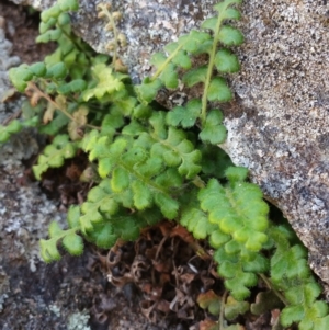 Asplenium subglandulosum at Jerrabomberra, ACT - 21 Oct 2018