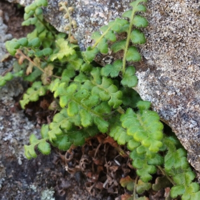 Pleurosorus rutifolius (Blanket Fern) at Isaacs Ridge - 21 Oct 2018 by Nina