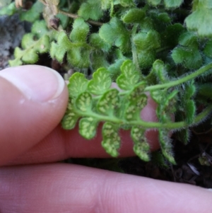 Asplenium subglandulosum at Jerrabomberra, ACT - 21 Oct 2018