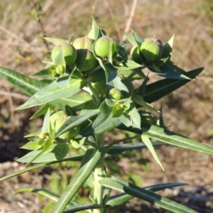 Euphorbia lathyris at Tennent, ACT - 1 Dec 2018