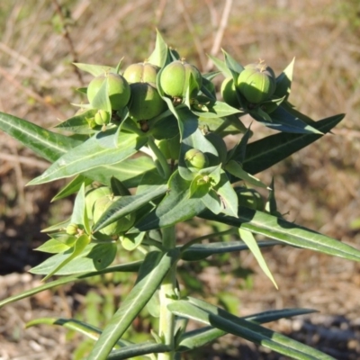 Euphorbia lathyris (Caper Spurge) at Gigerline Nature Reserve - 1 Dec 2018 by michaelb