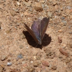 Erina hyacinthina (Varied Dusky-blue) at Cotter River, ACT - 4 Dec 2018 by Christine