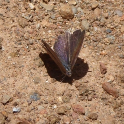 Erina hyacinthina (Varied Dusky-blue) at Lower Cotter Catchment - 4 Dec 2018 by Christine