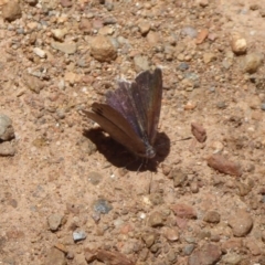 Erina hyacinthina at Cotter River, ACT - 4 Dec 2018 11:22 AM