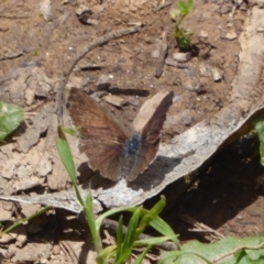 Erina hyacinthina at Cotter River, ACT - 4 Dec 2018 11:22 AM