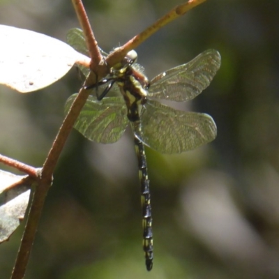 Eusynthemis guttata (Southern Tigertail) at Cotter River, ACT - 4 Dec 2018 by Christine
