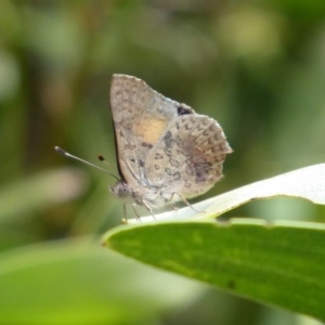 Paralucia aurifera at Cotter River, ACT - 4 Dec 2018