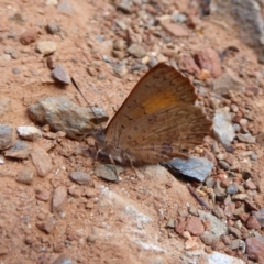 Paralucia aurifera at Cotter River, ACT - 4 Dec 2018