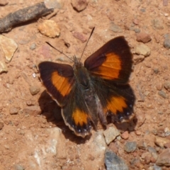 Paralucia aurifera at Cotter River, ACT - 4 Dec 2018 12:25 PM