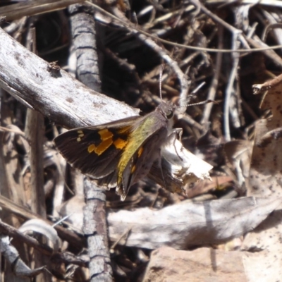 Trapezites phigalioides (Montane Ochre) at Cotter River, ACT - 4 Dec 2018 by Christine