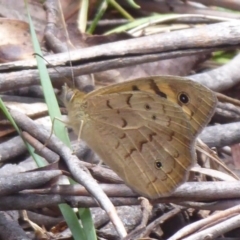 Heteronympha merope (Common Brown Butterfly) at Cotter River, ACT - 4 Dec 2018 by Christine