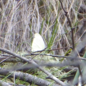 Pieris rapae at Cotter River, ACT - 4 Dec 2018 12:27 PM